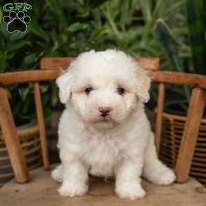 Ross, Mini Sheepadoodle Puppy