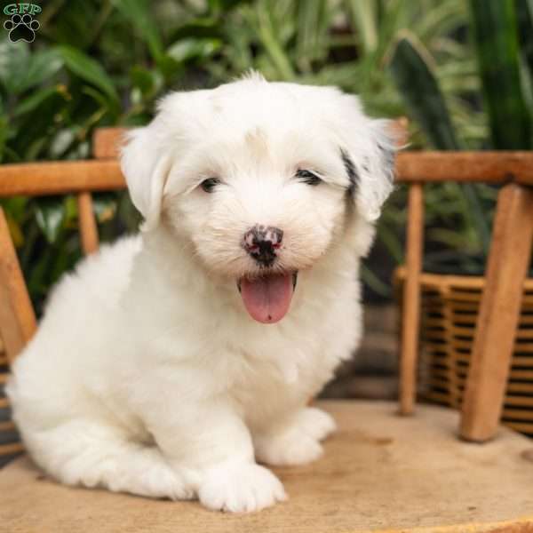 Janice, Mini Sheepadoodle Puppy