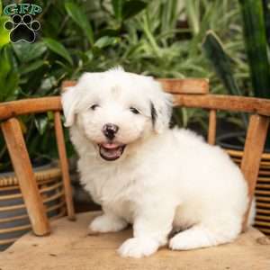 Janice, Mini Sheepadoodle Puppy