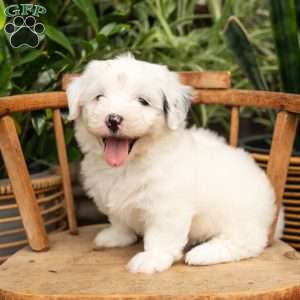 Janice, Mini Sheepadoodle Puppy