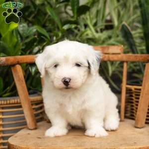 Janice, Mini Sheepadoodle Puppy