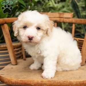 Phoebe, Mini Sheepadoodle Puppy