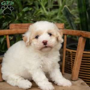 Phoebe, Mini Sheepadoodle Puppy