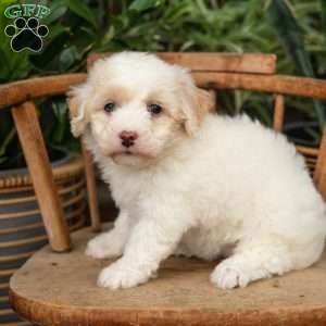 Phoebe, Mini Sheepadoodle Puppy