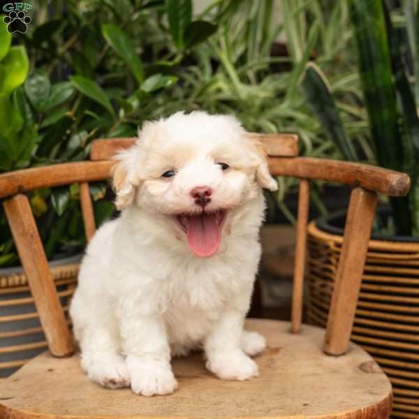 Phoebe, Mini Sheepadoodle Puppy