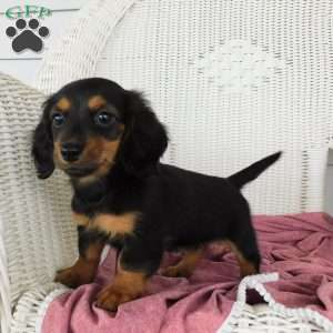 Valerie Mini, Dachshund Puppy