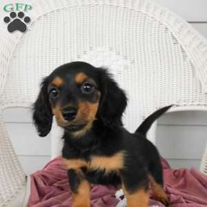 Valerie Mini, Dachshund Puppy