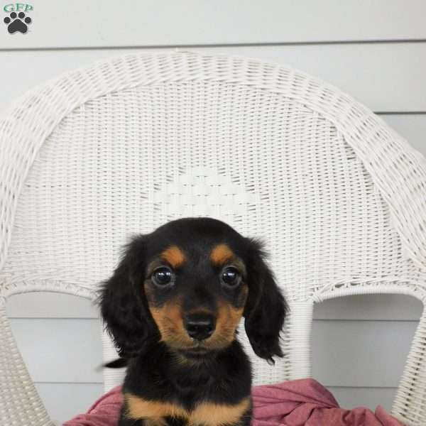 Valerie Mini, Dachshund Puppy