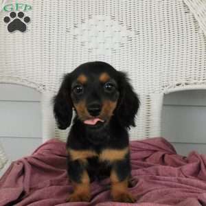 Valerie Mini, Dachshund Puppy