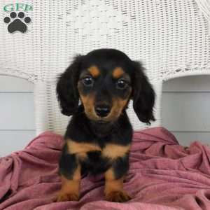 Valerie Mini, Dachshund Puppy