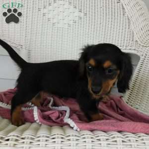Valerie Mini, Dachshund Puppy