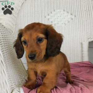Victory Mini, Dachshund Puppy