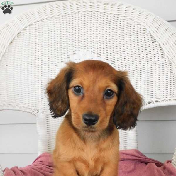 Victory Mini, Dachshund Puppy