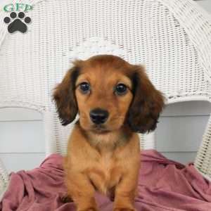 Victory Mini, Dachshund Puppy