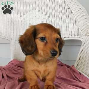 Victory Mini, Dachshund Puppy