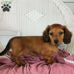 Victory Mini, Dachshund Puppy