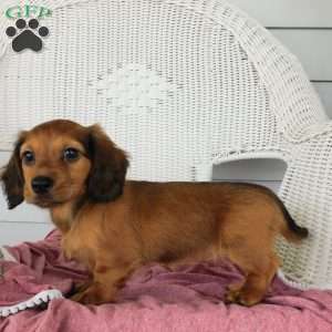 Victory Mini, Dachshund Puppy