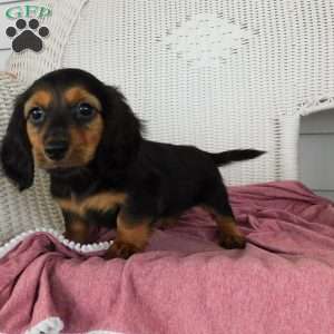 Violet Mini, Dachshund Puppy