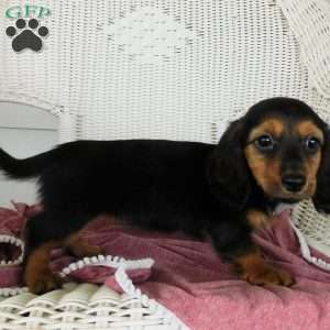 Violet Mini, Dachshund Puppy