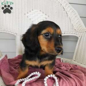 Violet Mini, Dachshund Puppy