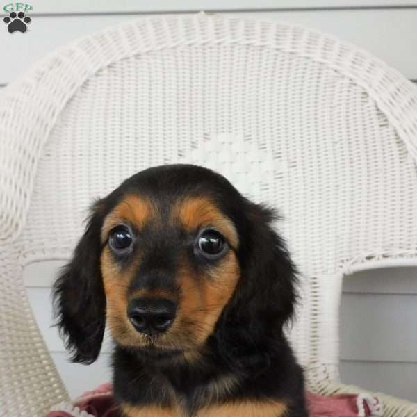 Violet Mini, Dachshund Puppy