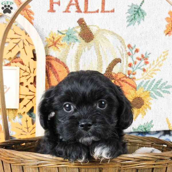 Sami, Shih-Poo Puppy