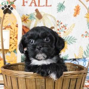 Sami, Shih-Poo Puppy