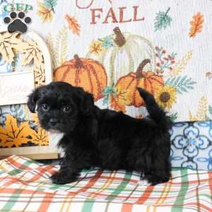 Sami, Shih-Poo Puppy