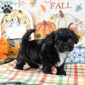 Sami, Shih-Poo Puppy
