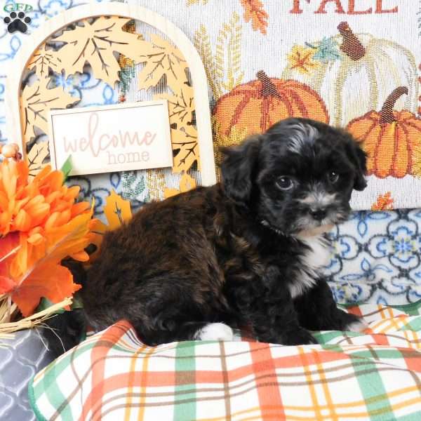 Sarge, Shih-Poo Puppy