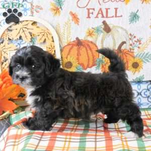 Sarge, Shih-Poo Puppy
