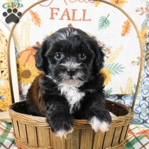 Sarge, Shih-Poo Puppy