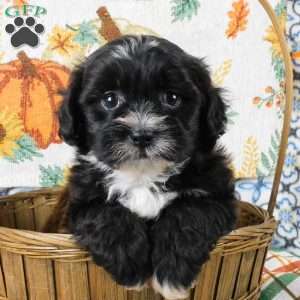 Sarge, Shih-Poo Puppy