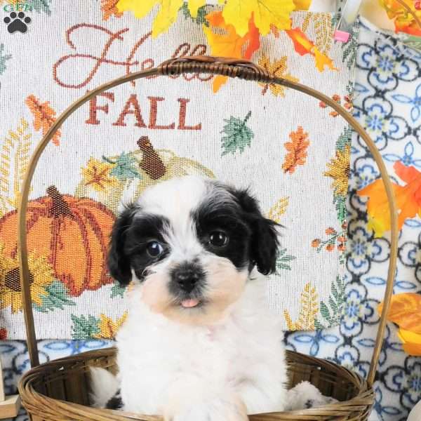 Spike, Shih-Poo Puppy