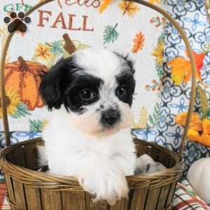 Spike, Shih-Poo Puppy