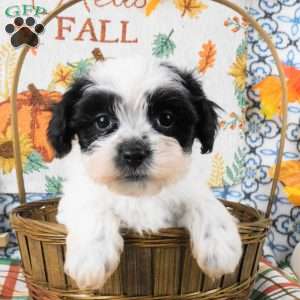 Spike, Shih-Poo Puppy