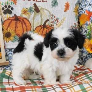 Spike, Shih-Poo Puppy