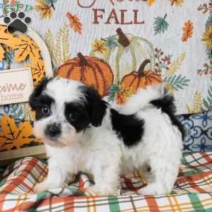 Spike, Shih-Poo Puppy
