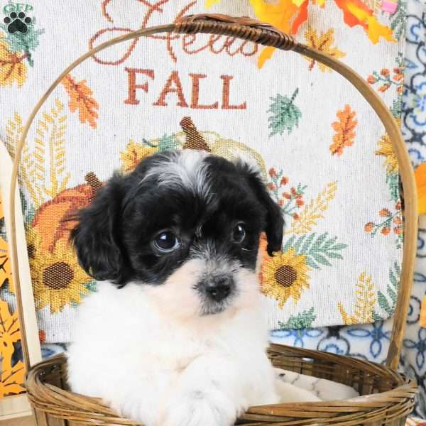 Sally, Shih-Poo Puppy
