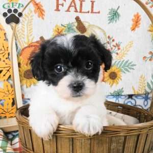 Sally, Shih-Poo Puppy
