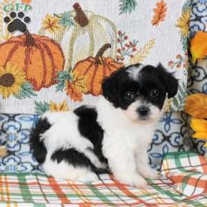 Sally, Shih-Poo Puppy