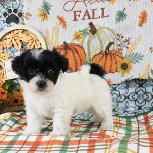 Sally, Shih-Poo Puppy
