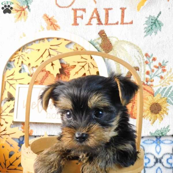Spooky, Yorkie Puppy