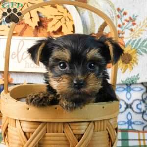Spooky, Yorkie Puppy