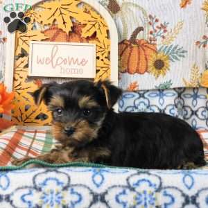 Spooky, Yorkie Puppy