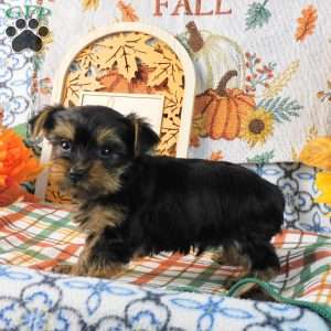 Spooky, Yorkie Puppy