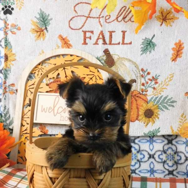 Spunky, Yorkie Puppy