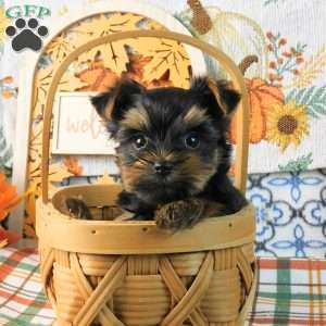 Spunky, Yorkie Puppy