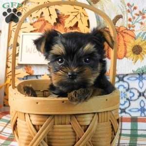 Spunky, Yorkie Puppy