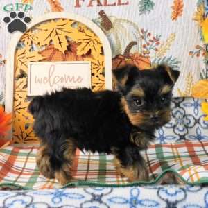 Spunky, Yorkie Puppy